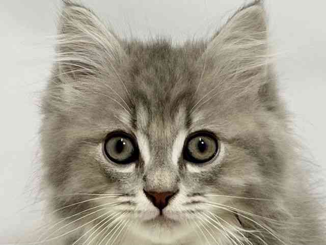 サイベリアン