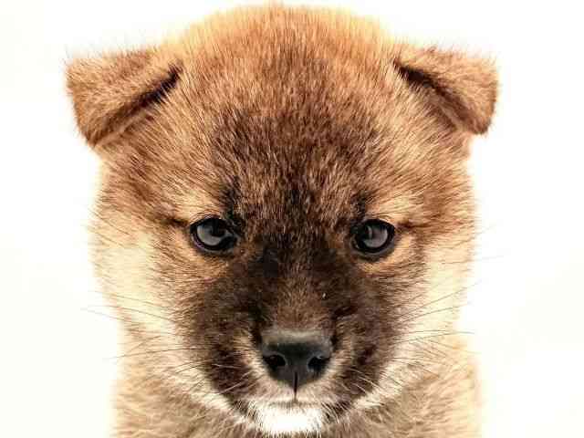 柴犬