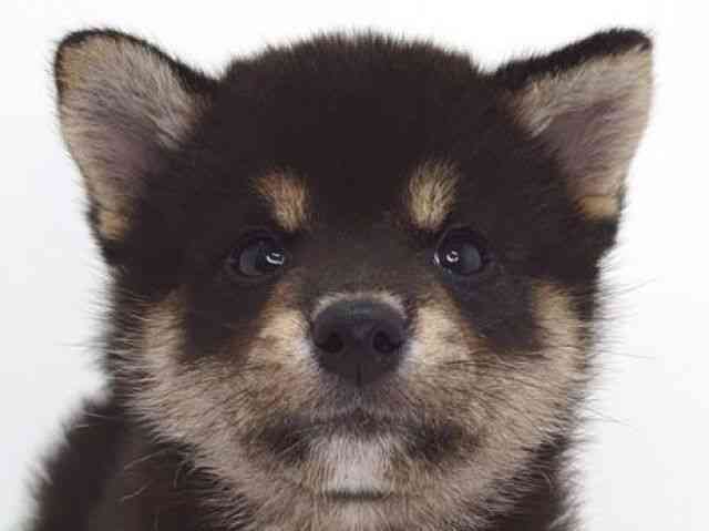 大阪府の柴犬(標準サイズ) (ひごペットフレンドリーいこらもーる泉佐野店/2026年5月8日生まれ/男の子/黒)の子犬の1枚目の画像