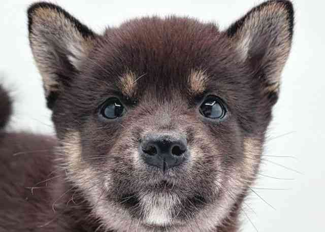 島根県の柴犬(標準サイズ) (ひごペットフレンドリーイオン松江ショッピングセンター店/2026年5月8日生まれ/女の子/黒)の子犬の1枚目の画像