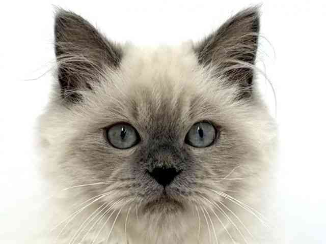 pet image