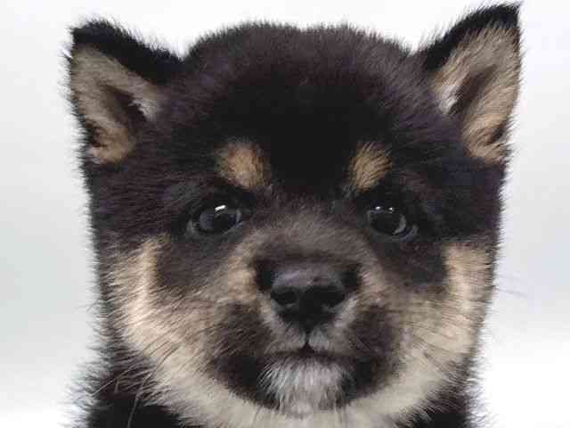 pet image