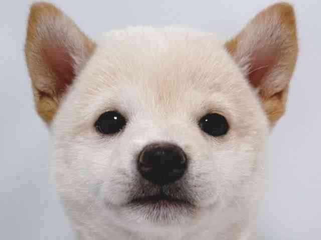 大阪府の柴犬(標準サイズ) (ひごペットフレンドリー堺プラットプラット店/2026年5月11日生まれ/女の子/白)の子犬