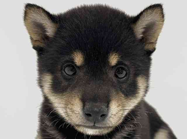 2026年5月11日生まれの柴犬(標準サイズ)
