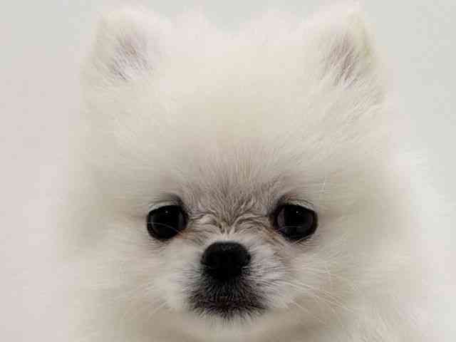 広島県のポメラニアン (ひごペットフレンドリーフジグラン神辺店/2026年5月3日生まれ/女の子/ホワイト)の子犬の1枚目の画像