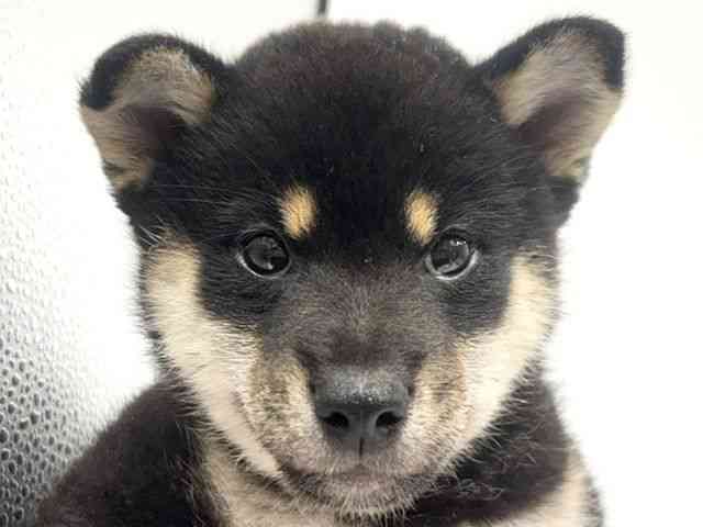 愛知県の柴犬(標準サイズ) (ひごペットフレンドリーヴィアモール アピタ江南西店/2026年5月10日生まれ/男の子/黒)の子犬