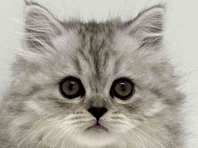 pet image
