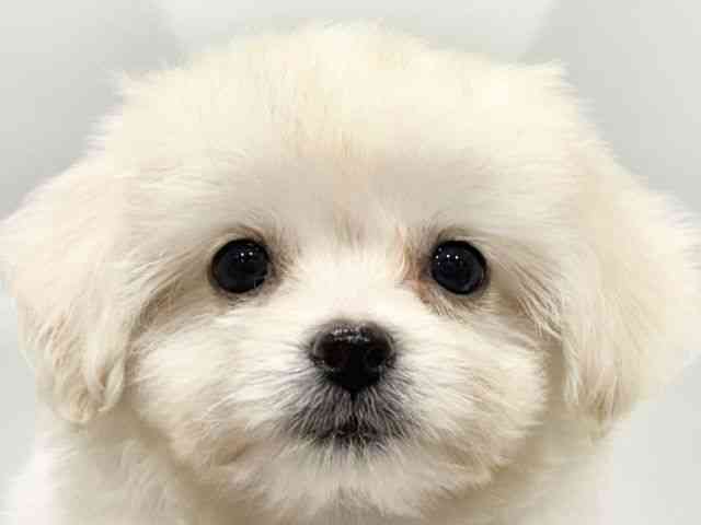 大阪府のハーフ犬・ミックス犬 (ひごペットフレンドリーイオンタウン豊中庄内店/2026年5月12日生まれ/女の子/クリーム)の子犬の1枚目の画像