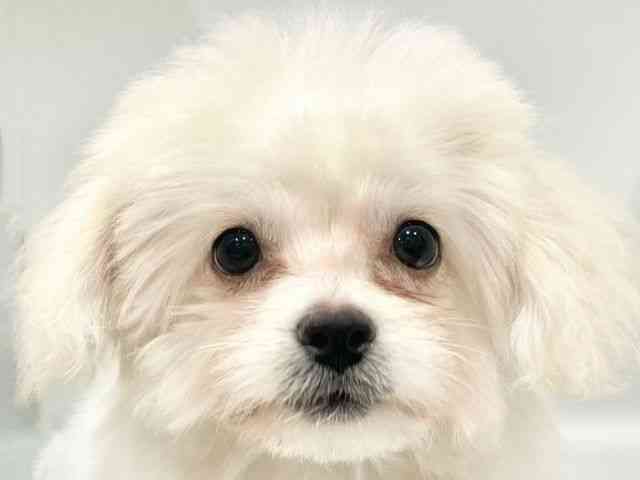 大阪府のハーフ犬・ミックス犬 (ひごペットフレンドリーイオンタウン豊中庄内店/2026年5月12日生まれ/女の子/クリーム)の子犬の1枚目の画像