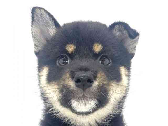 柴犬