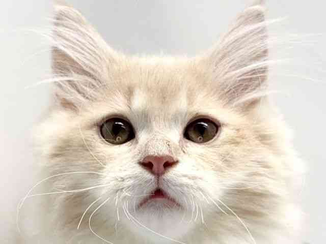 pet image