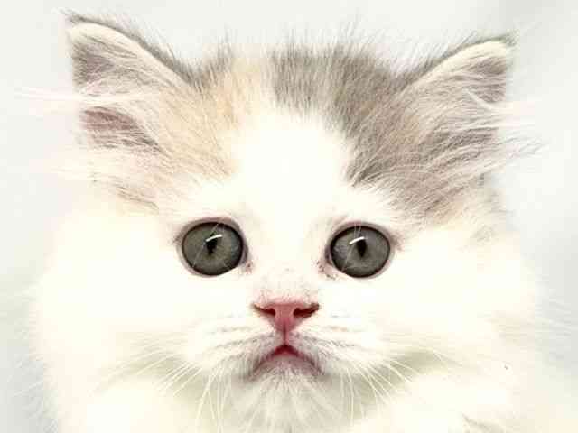 pet image