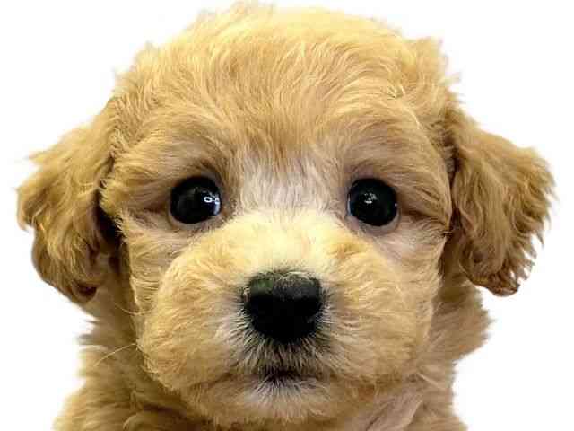 愛媛県のハーフ犬・ミックス犬 (ひごペットフレンドリーエミフルMASAKI店/2026年5月16日生まれ/男の子/アプリコット)の子犬の1枚目の画像