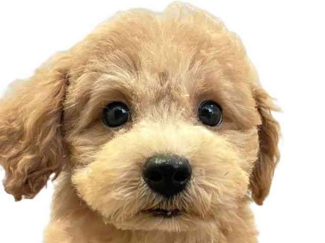 愛媛県のハーフ犬・ミックス犬 (ひごペットフレンドリーエミフルMASAKI店/2026年5月16日生まれ/男の子/アプリコット)の子犬の1枚目の画像