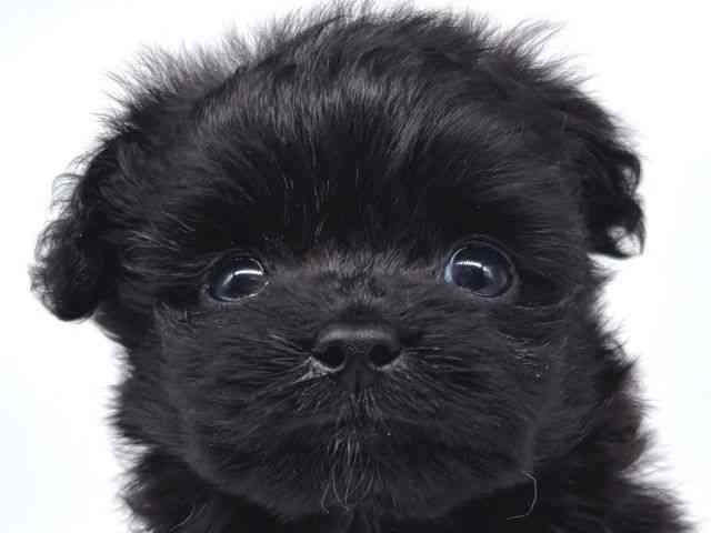 大阪府のハーフ犬・ミックス犬 (ひごペットフレンドリー瓜破店/2026年5月15日生まれ/男の子/ブラック)の子犬の1枚目の画像