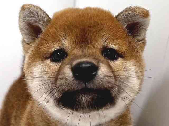 奈良県の柴犬(標準サイズ) (ひごペットフレンドリー奈良パワーシティ店/2026年5月15日生まれ/女の子/赤)の子犬の1枚目の画像