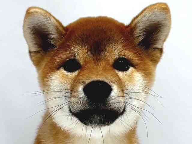 奈良県の柴犬(標準サイズ) (ひごペットフレンドリー奈良パワーシティ店/2026年5月15日生まれ/女の子/赤)の子犬の1枚目の画像