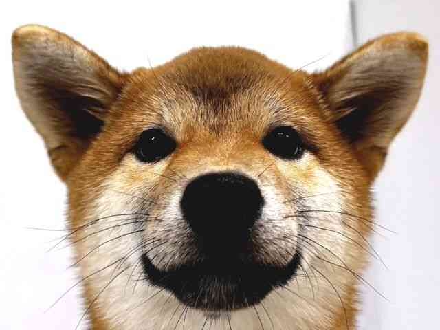奈良県の柴犬(標準サイズ) (ひごペットフレンドリー奈良パワーシティ店/2026年5月15日生まれ/女の子/赤)の子犬の1枚目の画像