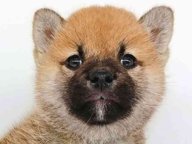 柴犬