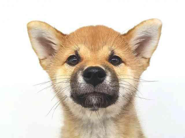 大阪府の柴犬(標準サイズ) (ひごペットフレンドリー泉ヶ丘店/2026年5月15日生まれ/男の子/赤)の子犬の1枚目の画像