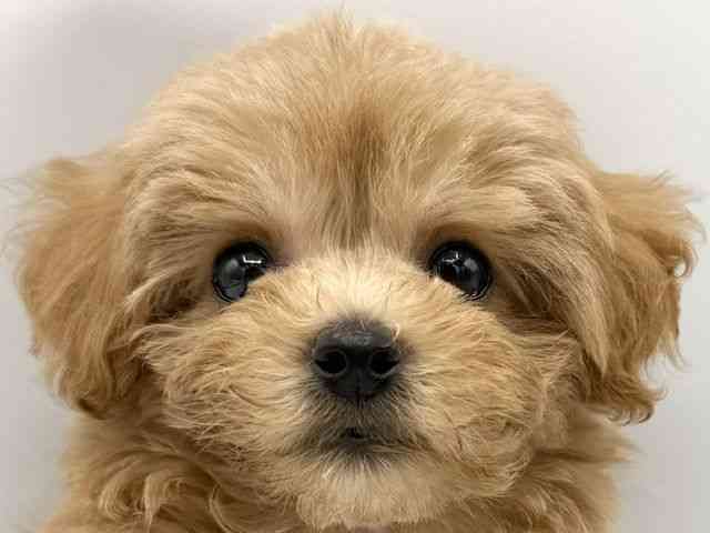 大阪府のハーフ犬・ミックス犬 (ひごペットフレンドリーららぽーとEXPOCITY店/2026年5月17日生まれ/女の子/アプリコット)の子犬の1枚目の画像