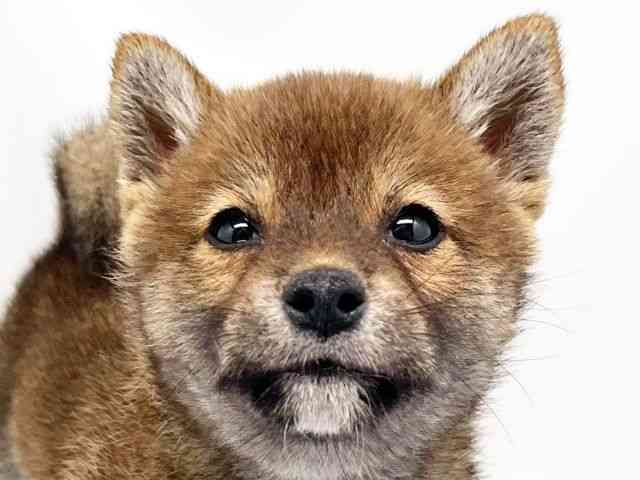 京都府の柴犬(標準サイズ) (ひごペットフレンドリー洛北阪急スクエア店/2026年5月17日生まれ/女の子/赤)の子犬の1枚目の画像