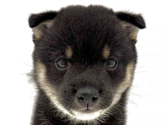 柴犬