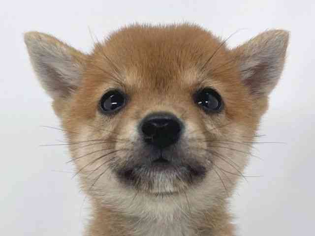 兵庫県の柴犬(標準サイズ) (ひごペットフレンドリーイオンタウン加古川店/2026年5月17日生まれ/女の子/赤)の子犬の1枚目の画像