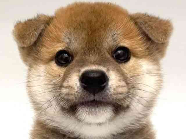 柴犬