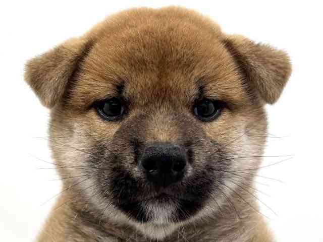 柴犬