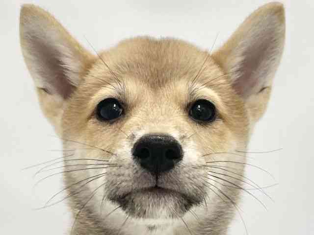 高知県の柴犬(標準サイズ) (ひごペットフレンドリーイオンモール高知店/2026年5月20日生まれ/男の子/赤)の子犬の1枚目の画像