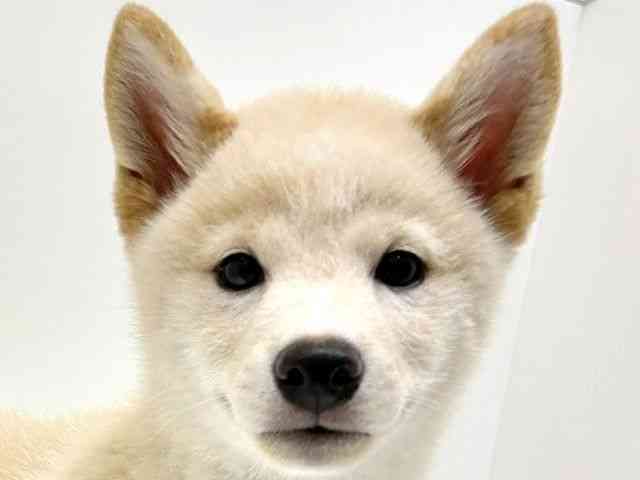 兵庫県の柴犬(標準サイズ) (ひごペットフレンドリーブルメールHAT神戸店/2026年5月23日生まれ/男の子/白)の子犬の1枚目の画像