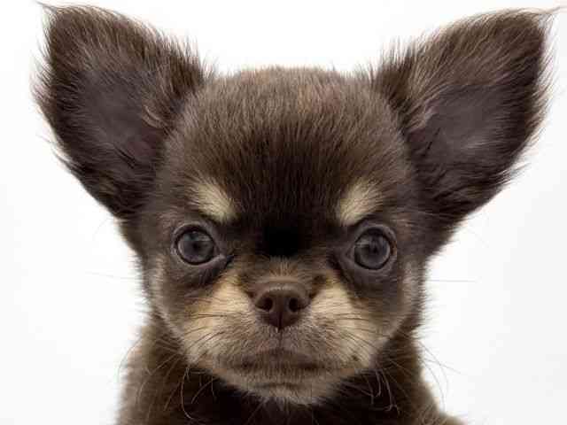 大阪府のチワワ(ロング) (ひごペットフレンドリーららぽーとEXPOCITY店/2026年5月22日生まれ/女の子/チョコレートタンホワイト)の子犬の1枚目の画像