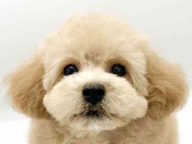京都府のハーフ犬・ミックス犬 (ひごペットフレンドリーイオンモール高の原店/2026年5月22日生まれ/男の子/アプリコット)の子犬の1枚目の画像