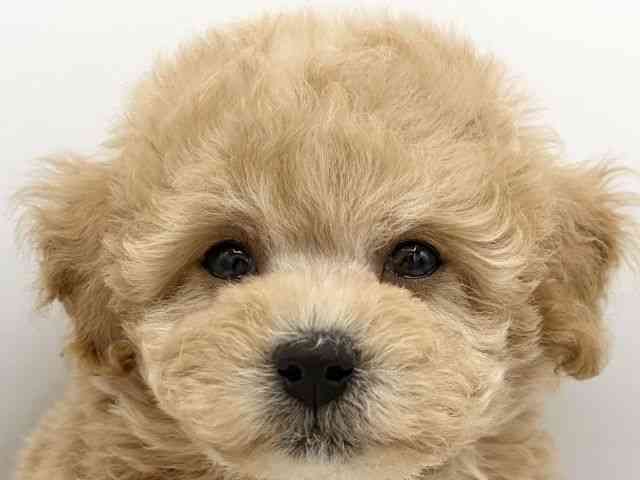 大阪府のハーフ犬・ミックス犬 (ひごペットフレンドリーららぽーとEXPOCITY店/2026年5月22日生まれ/男の子/アプリコット)の子犬の1枚目の画像