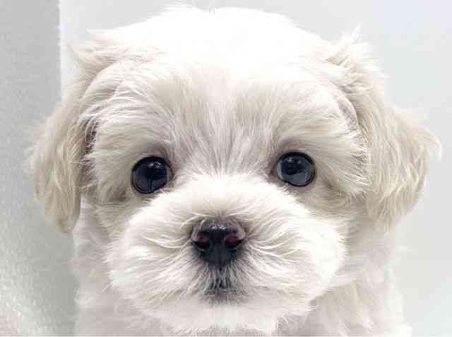 愛知県のハーフ犬・ミックス犬 (ひごペットフレンドリーヴィアモール アピタ江南西店/2026年5月23日生まれ/男の子/ホワイトクリーム)の子犬の1枚目の画像