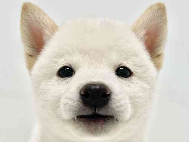 高知県の柴犬(標準サイズ) (ひごペットフレンドリーイオンモール高知店/2026年5月23日生まれ/男の子/白)の子犬の1枚目の画像
