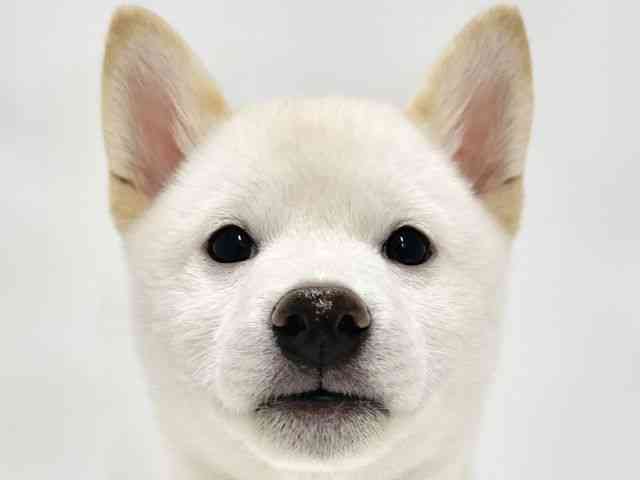 高知県の柴犬(標準サイズ) (ひごペットフレンドリーイオンモール高知店/2026年5月23日生まれ/男の子/白)の子犬の1枚目の画像