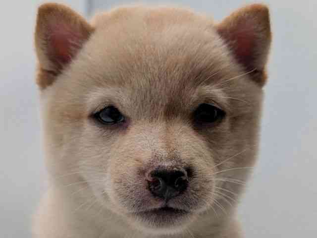 香川県の柴犬(標準サイズ) (ひごペットフレンドリーゆめタウン高松店/2026年5月18日生まれ/女の子/白)の子犬の1枚目の画像