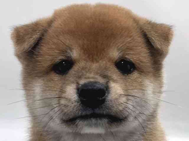 京都府の柴犬(標準サイズ) (ひごペットフレンドリー京都店/2026年5月24日生まれ/男の子/赤)の子犬の1枚目の画像