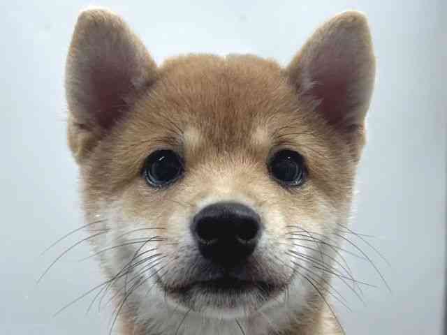 京都府の柴犬(標準サイズ) (ひごペットフレンドリー京都店/2026年5月24日生まれ/男の子/赤)の子犬の1枚目の画像