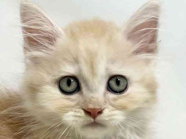 和歌山県のマンチカン (ひごペットフレンドリーパームシティ和歌山店/2026年5月30日生まれ/男の子/レッドタビーホワイト)の子猫の1枚目の画像