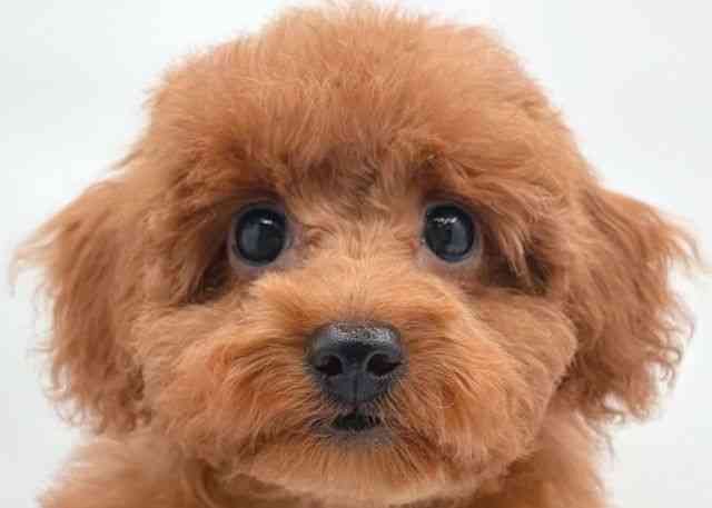 島根県のトイプードル(トイ) (ひごペットフレンドリーイオン松江ショッピングセンター店/2026年5月30日生まれ/女の子/レッド)の子犬の1枚目の画像