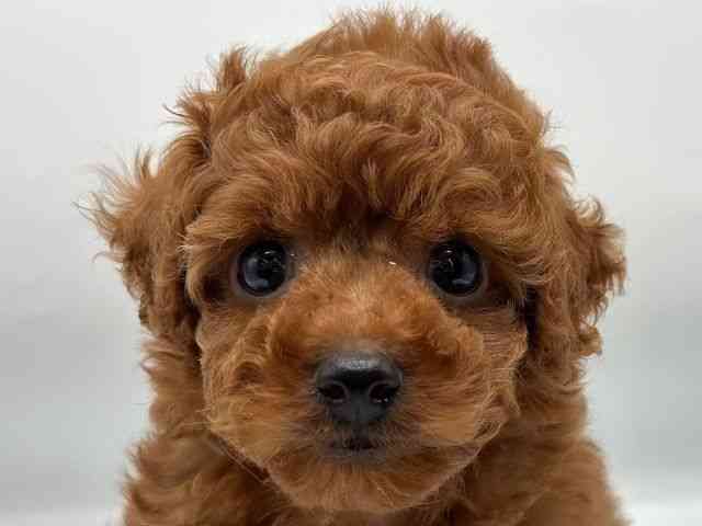 香川県のトイプードル(トイ) (ひごペットフレンドリーゆめタウン高松店/2026年5月30日生まれ/女の子/レッド)の子犬の1枚目の画像