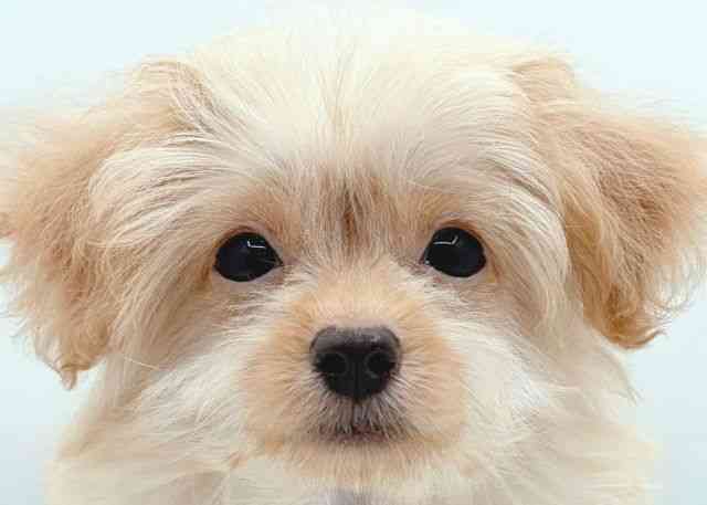 島根県のハーフ犬・ミックス犬 (ひごペットフレンドリーイオン松江ショッピングセンター店/2026年5月28日生まれ/男の子/クリーム)の子犬の1枚目の画像