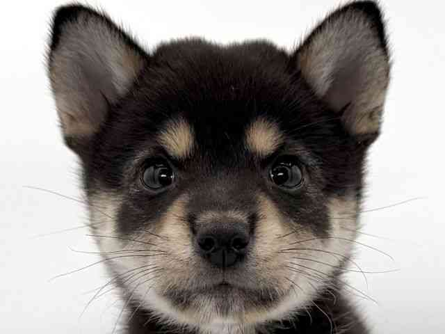 柴犬