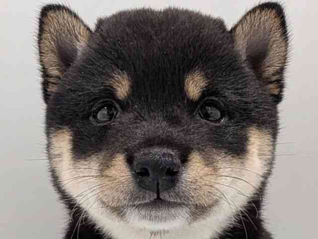 柴犬