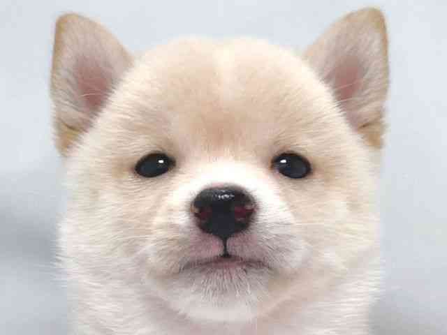 柴犬
