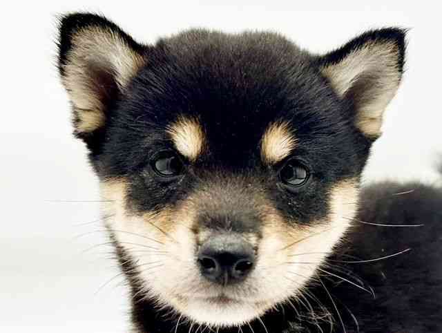 兵庫県の柴犬(標準サイズ) (ひごペットフレンドリーコロワ甲子園店/2026年5月31日生まれ/女の子/黒)の子犬の1枚目の画像