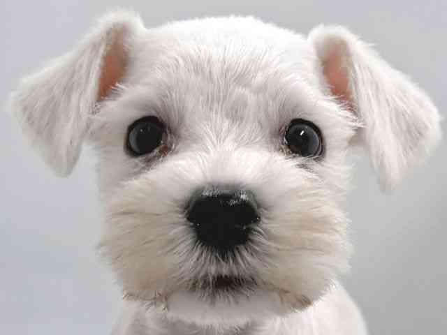 ミニチュア・シュナウザー